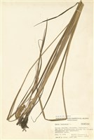 藏品(膜囊薹草)的圖片